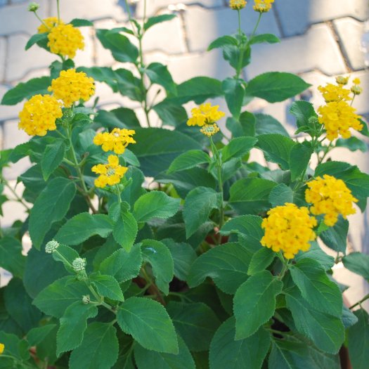 Lantana New Gold
